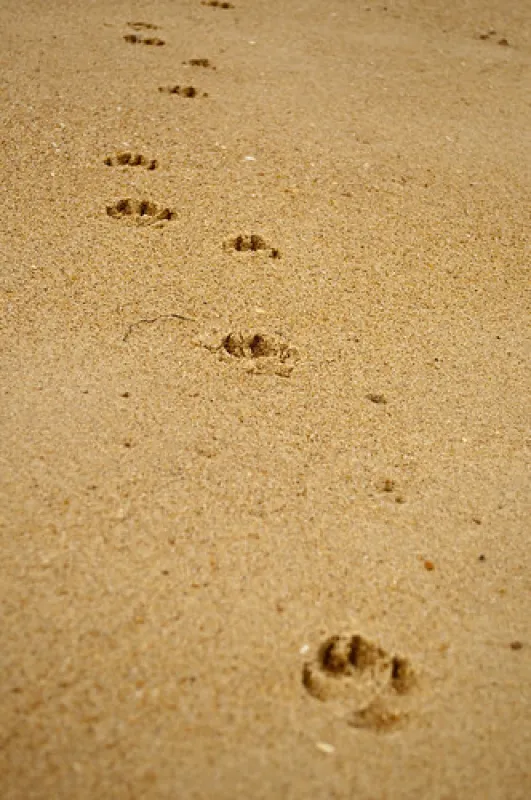 Golden Beach Campground