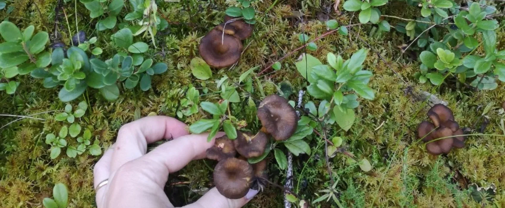 Prästgården i Häggenås