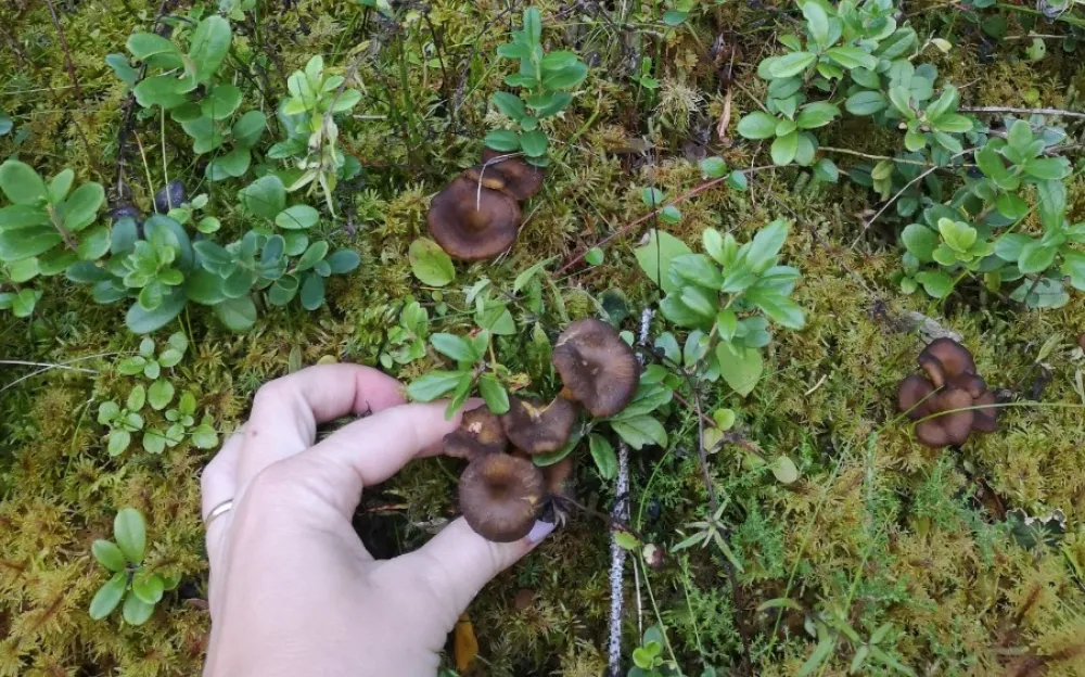 Prästgården i Häggenås