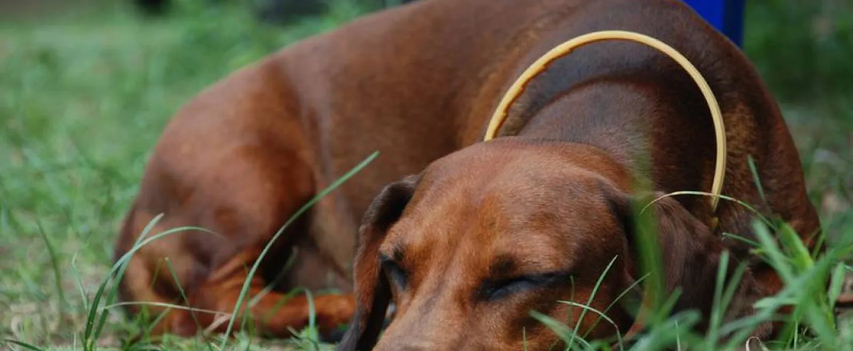 Camping-Park Ukraine