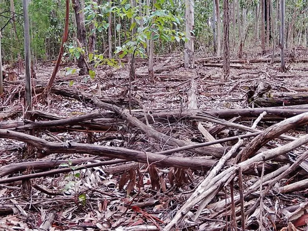 Chookarloo Campground