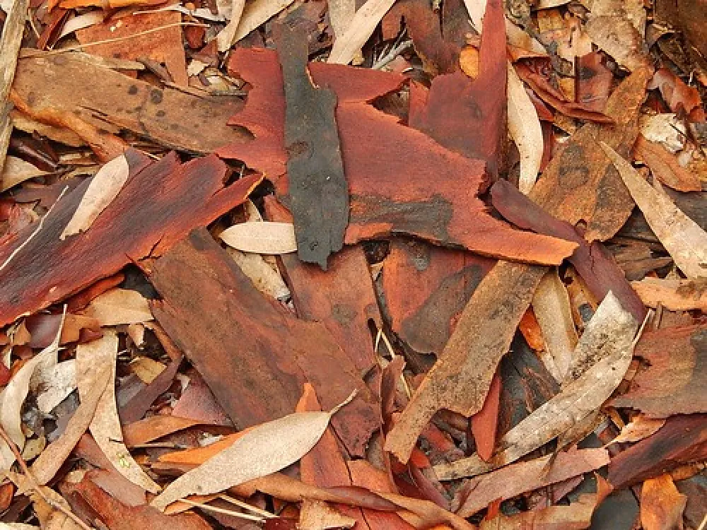 Chookarloo Campground