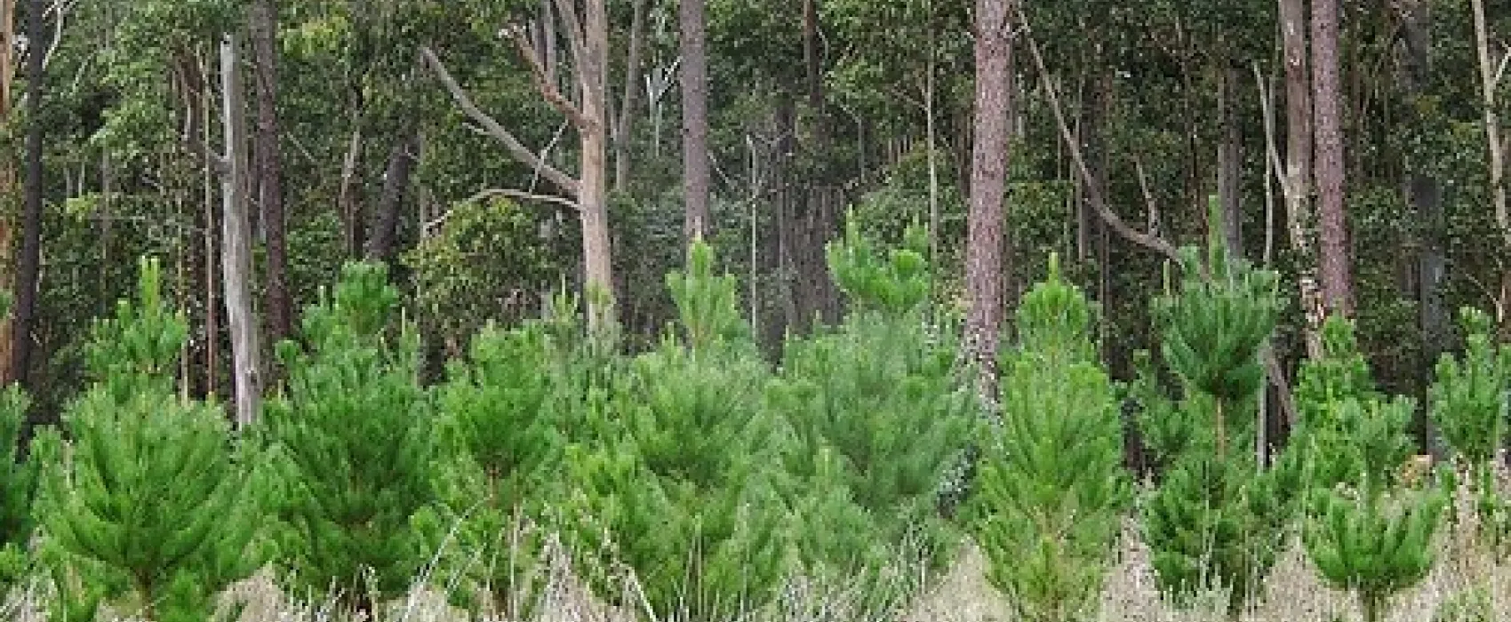 Chookarloo Campground