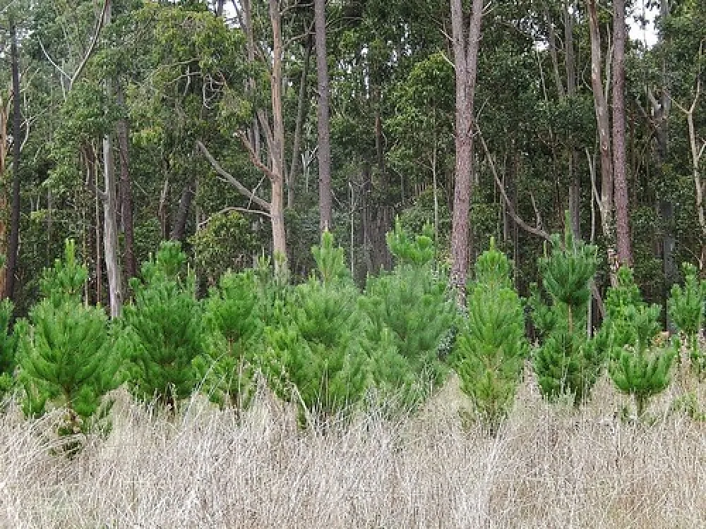 Chookarloo Campground