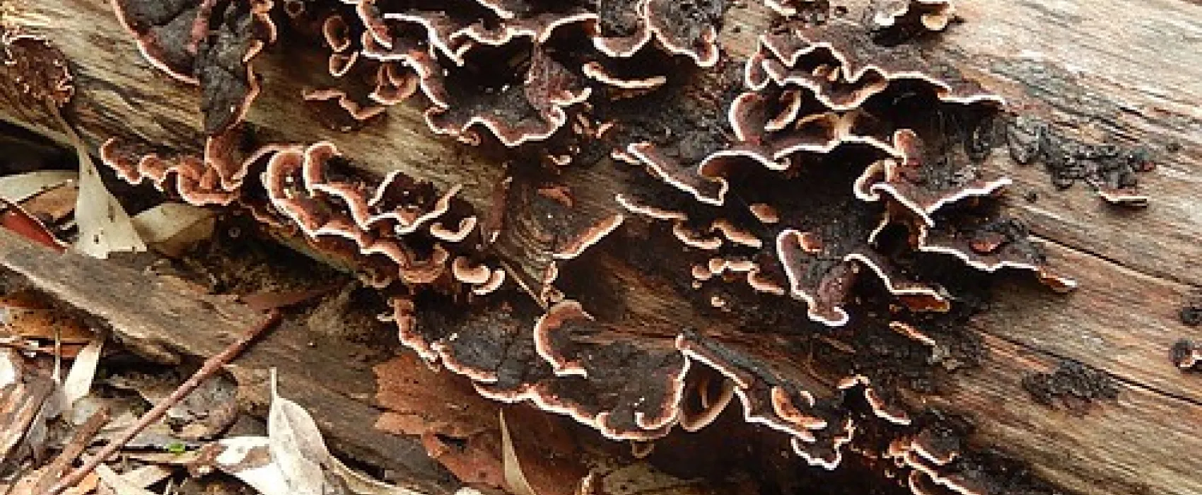 Chookarloo Campground