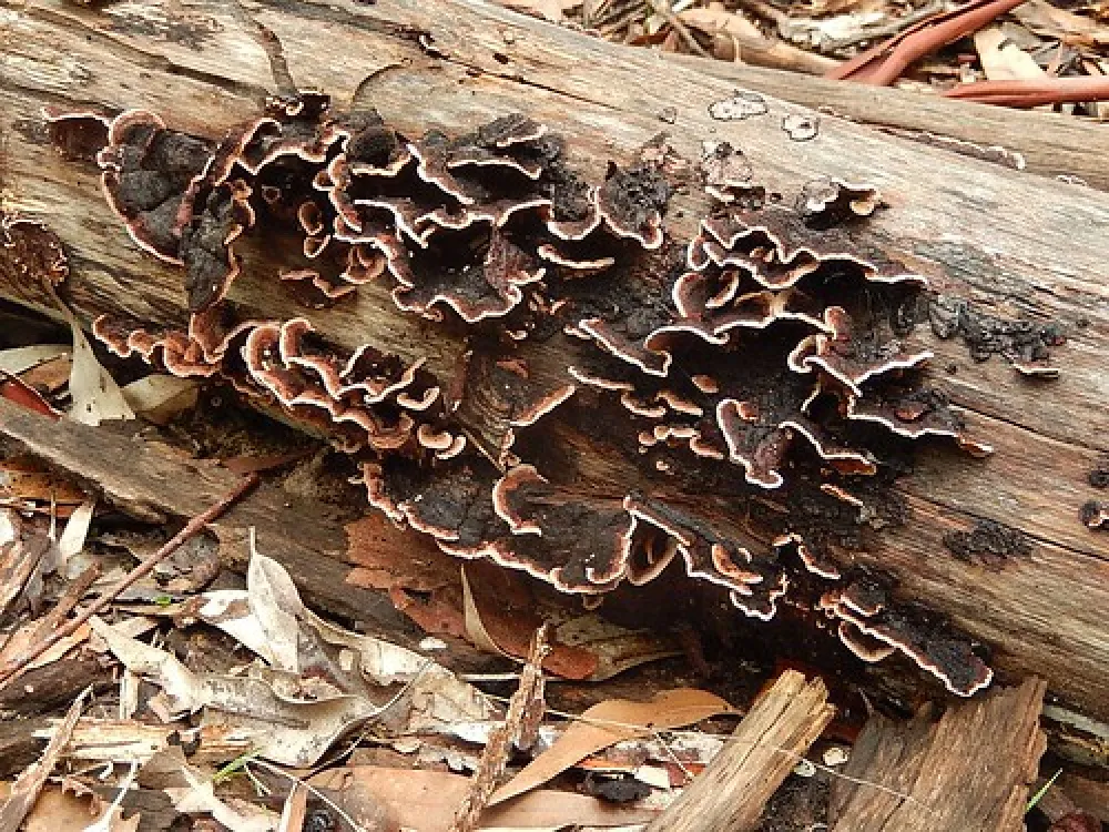 Chookarloo Campground