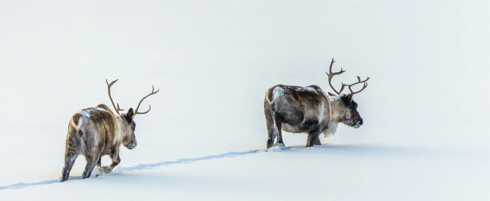 Vinterdröm - Stuga i fjällen