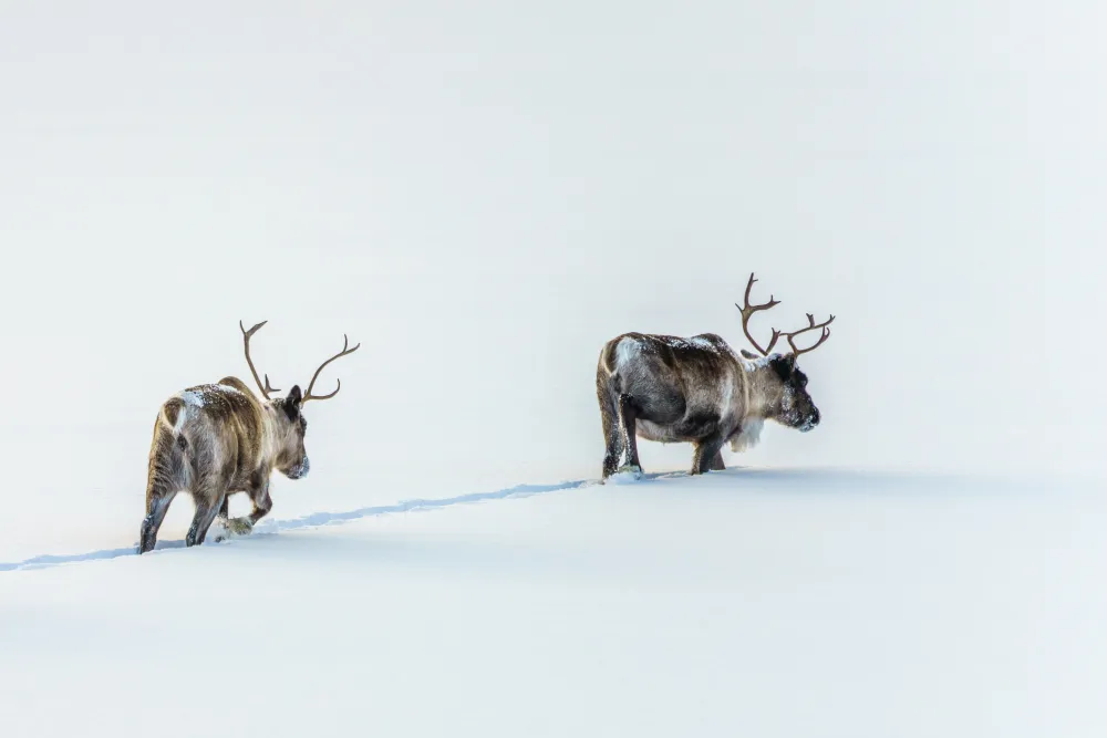 Vinterdröm - Stuga i fjällen