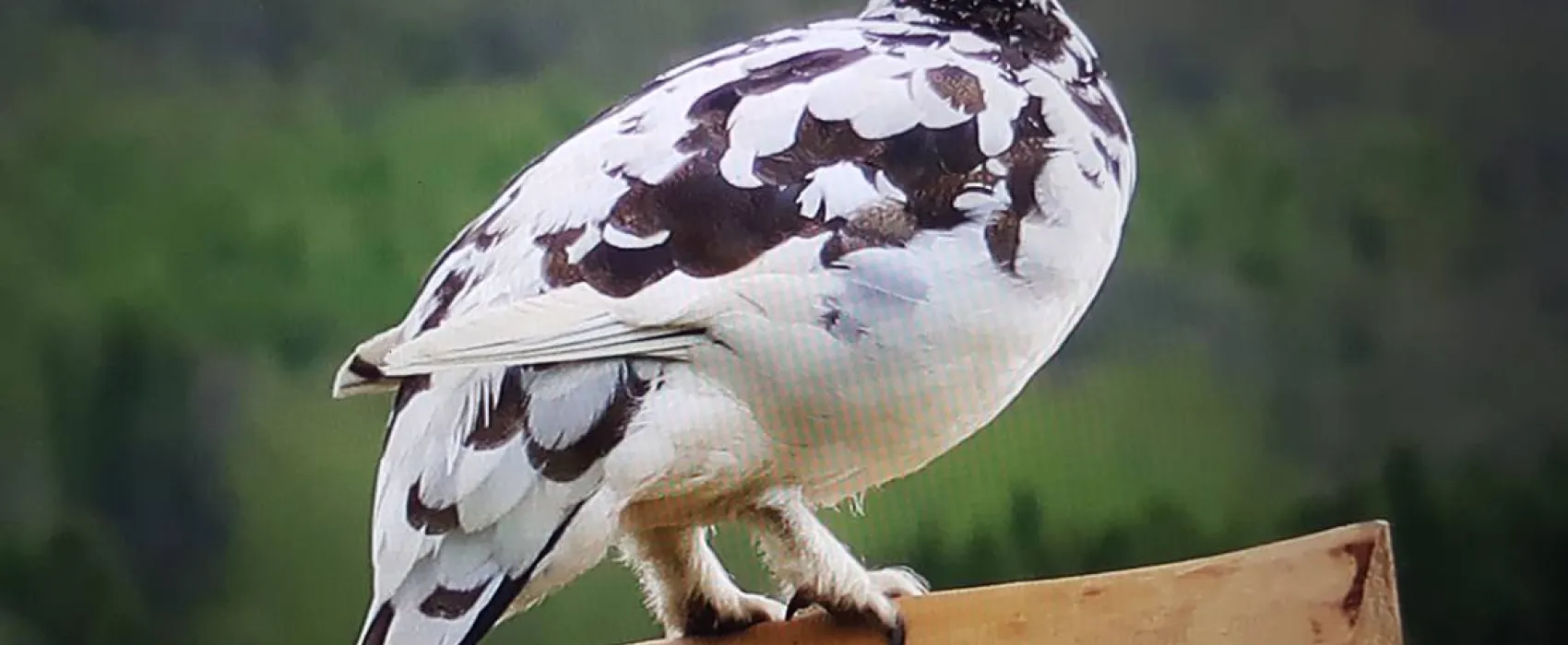 Tjaldsvæðið Systragil