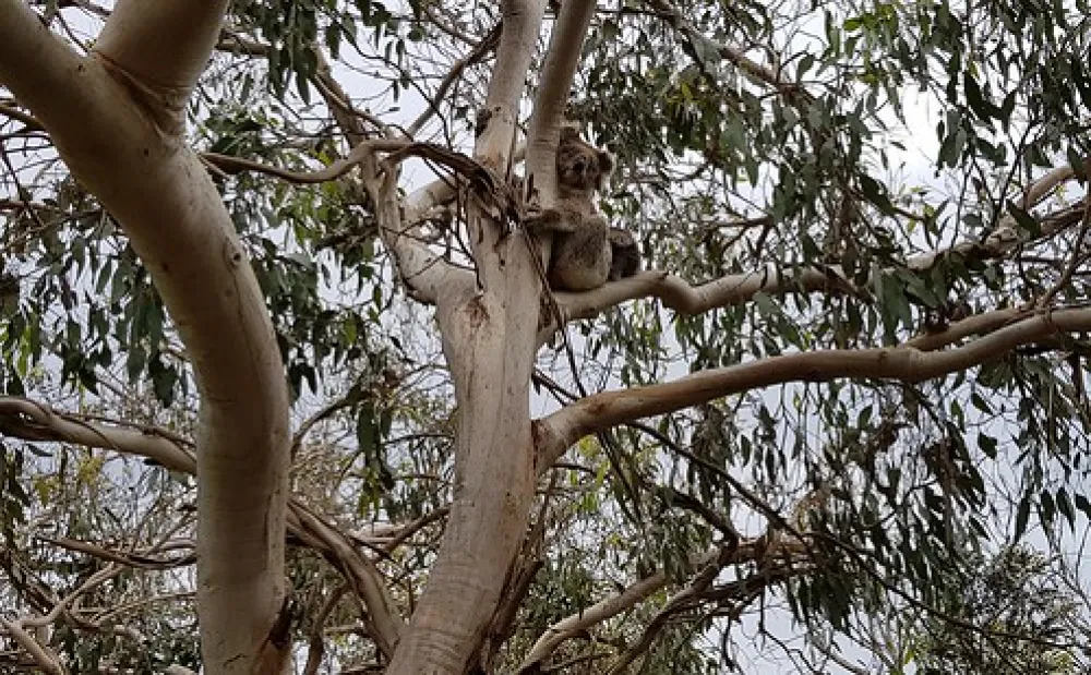 Aire River West Campground