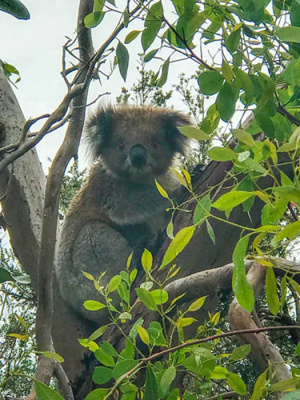 Aire River West Campground