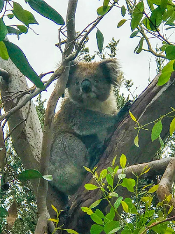 Aire River West Campground
