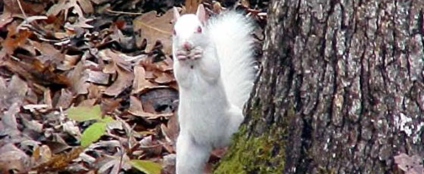 Treasure Lake Resort