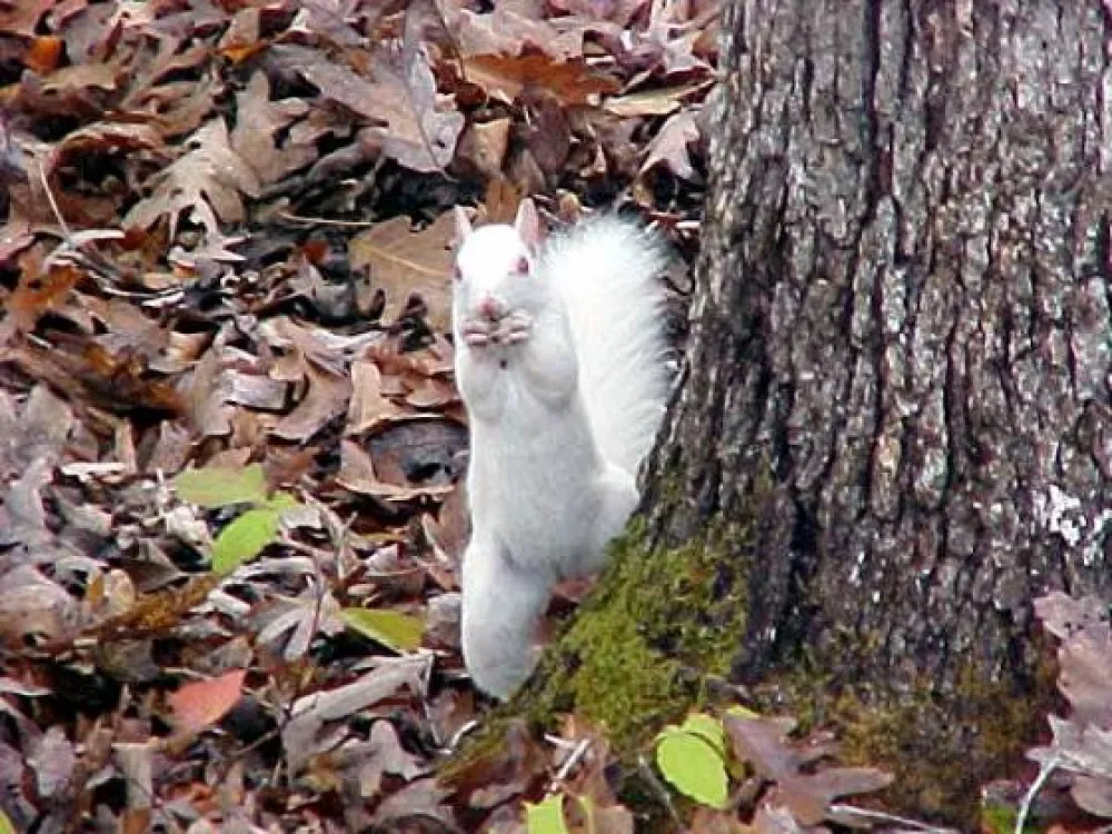 Treasure Lake Resort