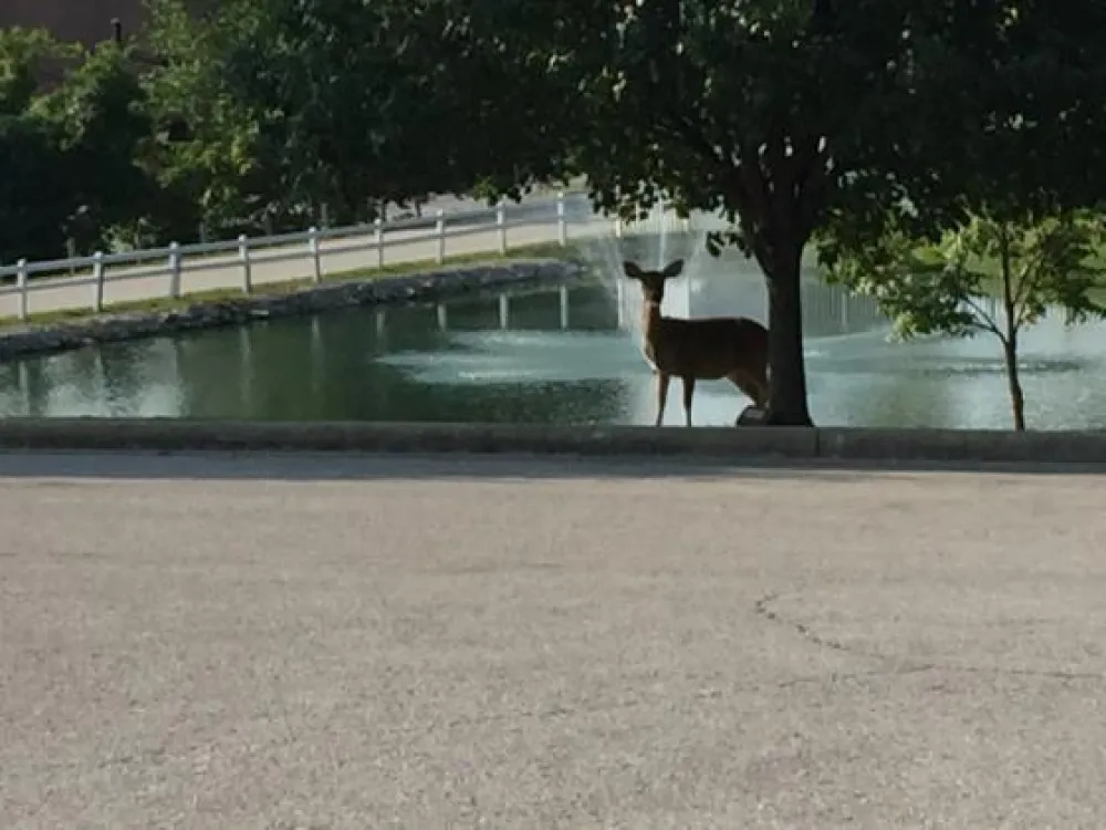 Treasure Lake Resort