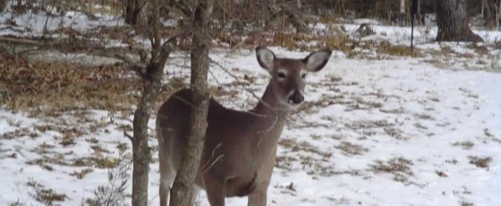 Treasure Lake Resort