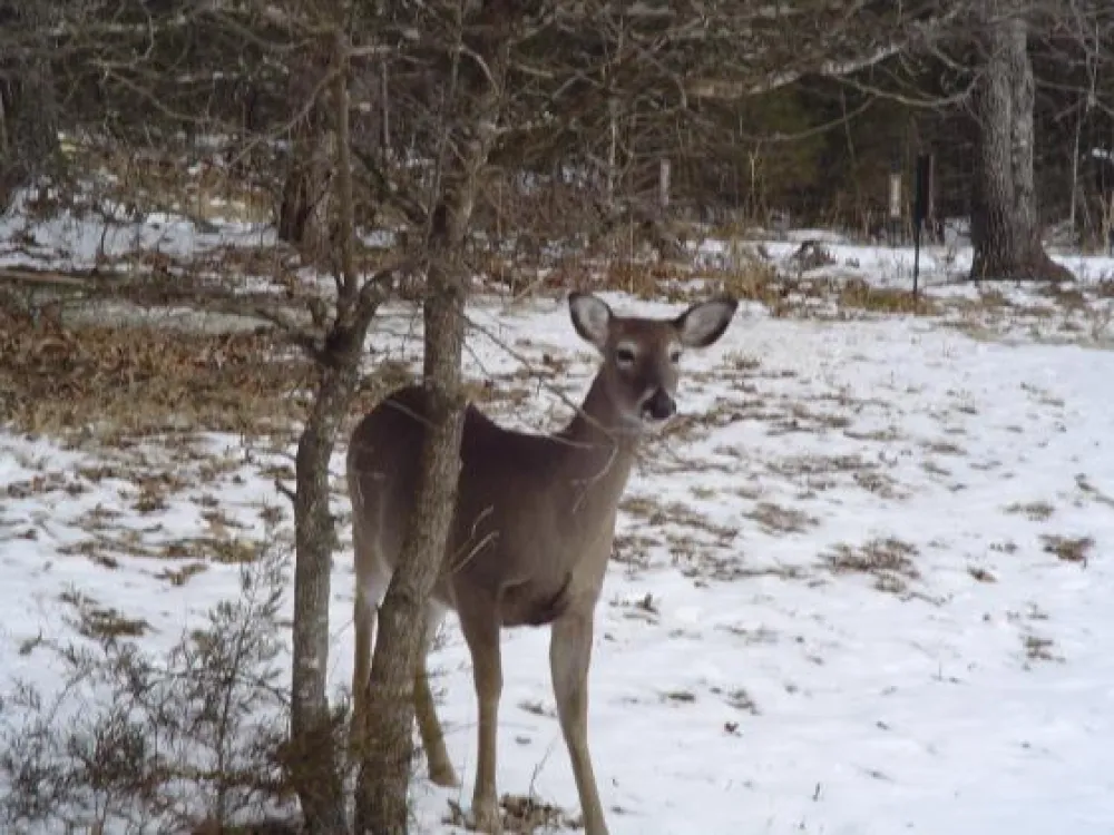 Treasure Lake Resort