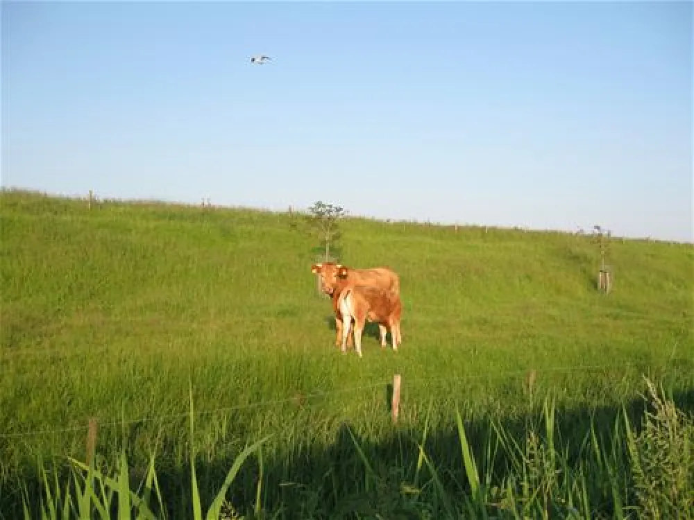 Minicamping Ruimzicht
