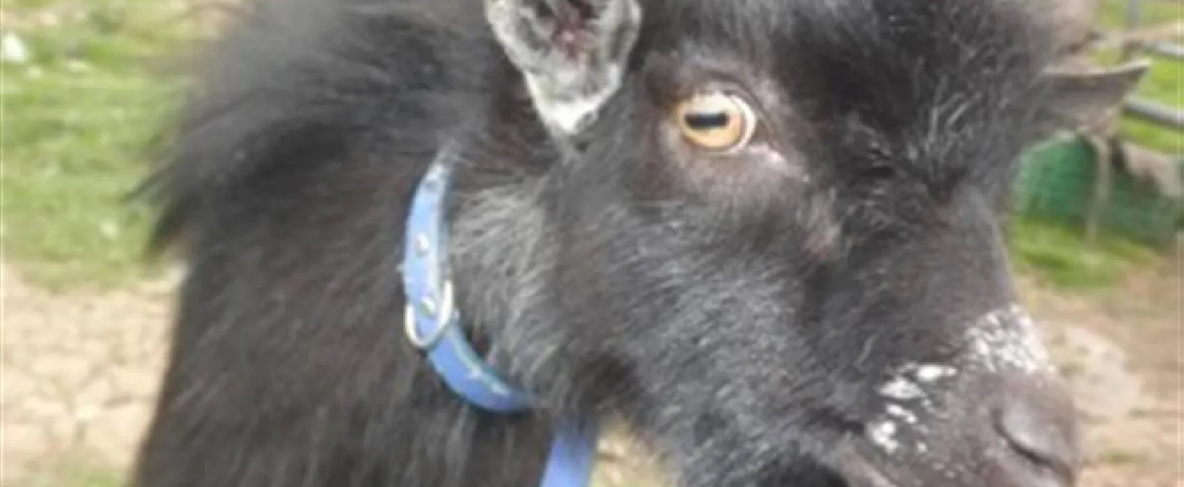 Standen Lodge Campsite