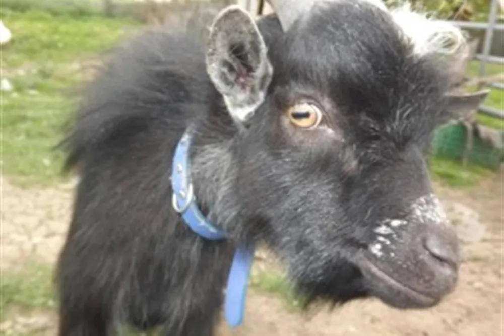 Standen Lodge Campsite