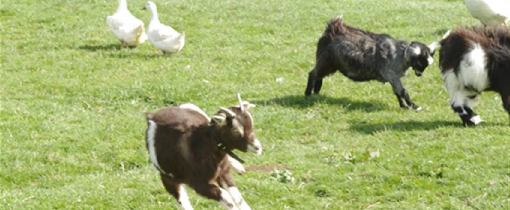 Standen Lodge Campsite