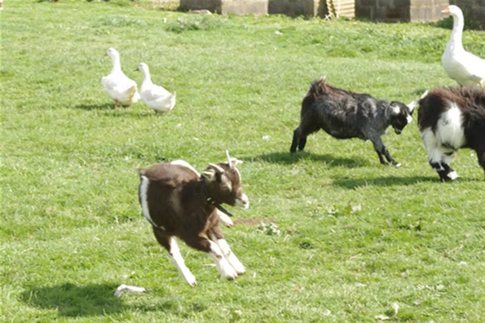 Standen Lodge Campsite