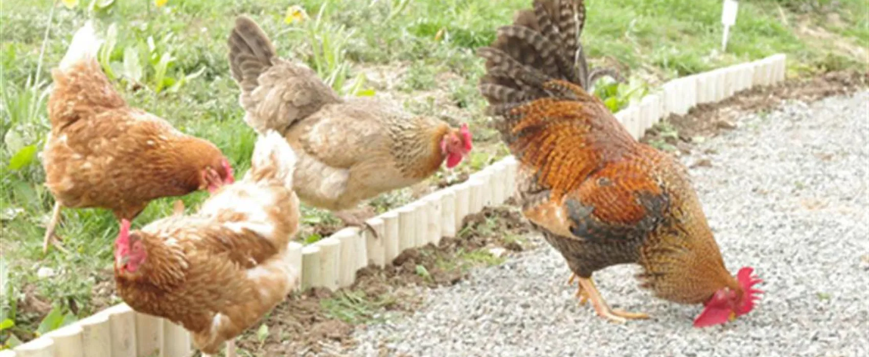 Standen Lodge Campsite