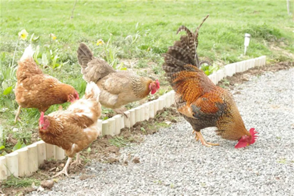 Standen Lodge Campsite