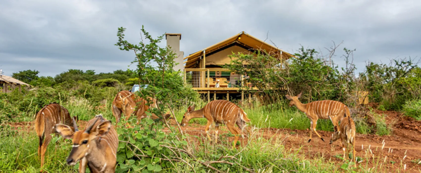 AfriCamps at White Elephant Safaris