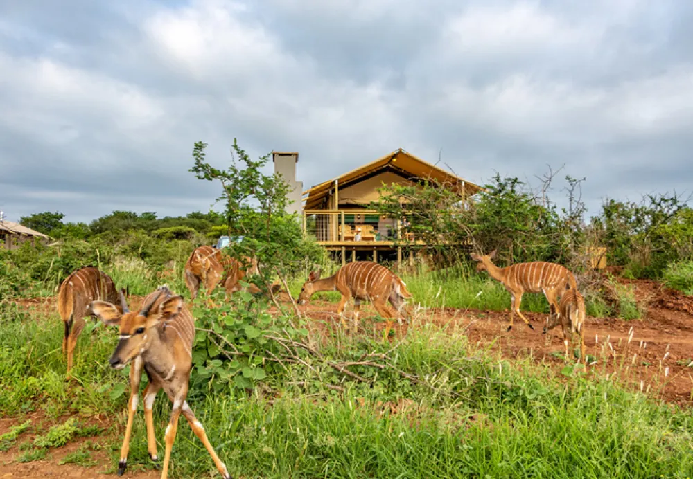 AfriCamps at White Elephant Safaris