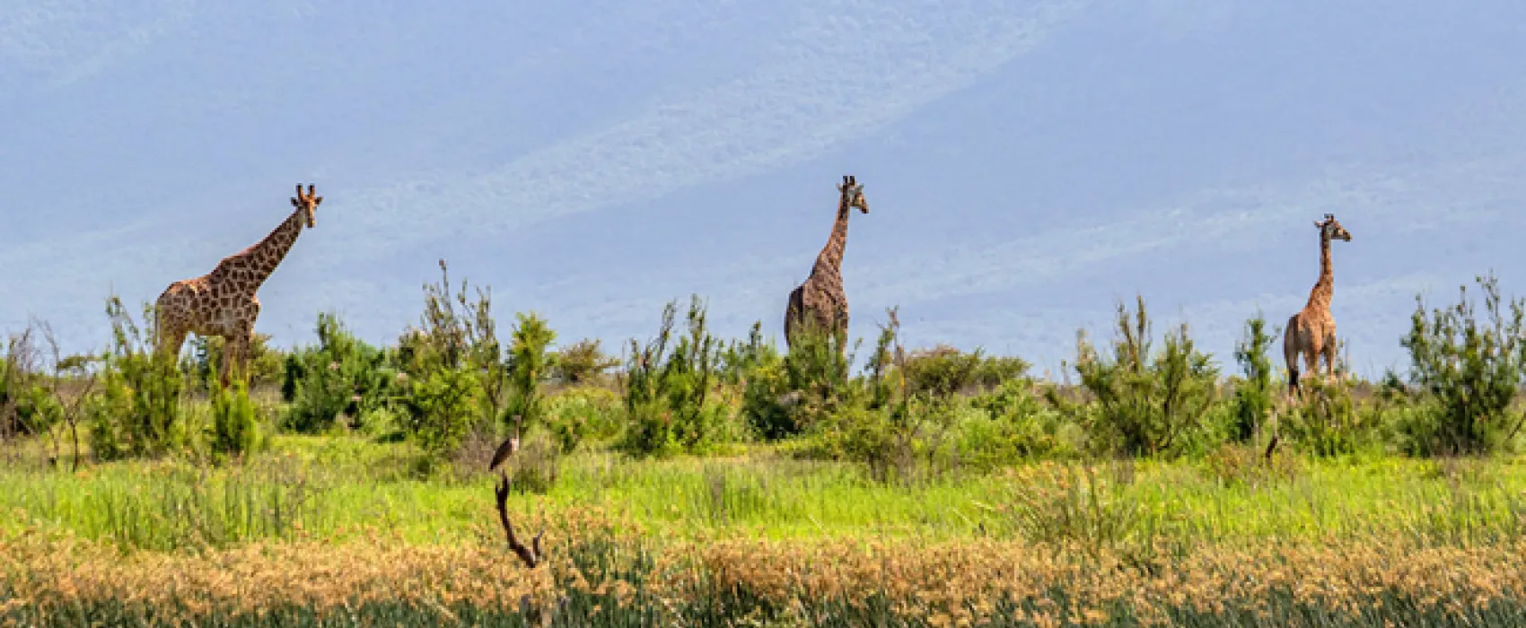 AfriCamps at White Elephant Safaris