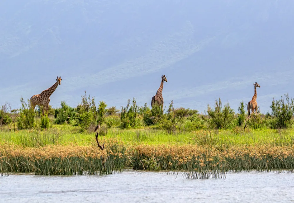 AfriCamps at White Elephant Safaris