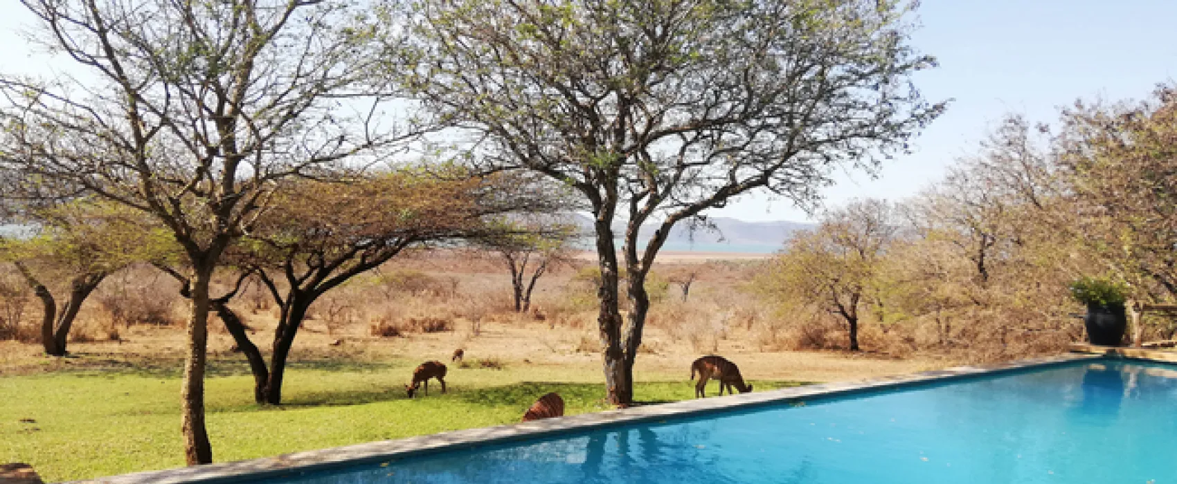 AfriCamps at White Elephant Safaris