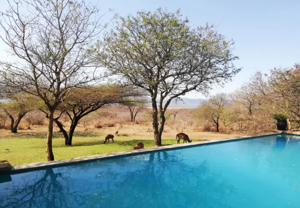 AfriCamps at White Elephant Safaris