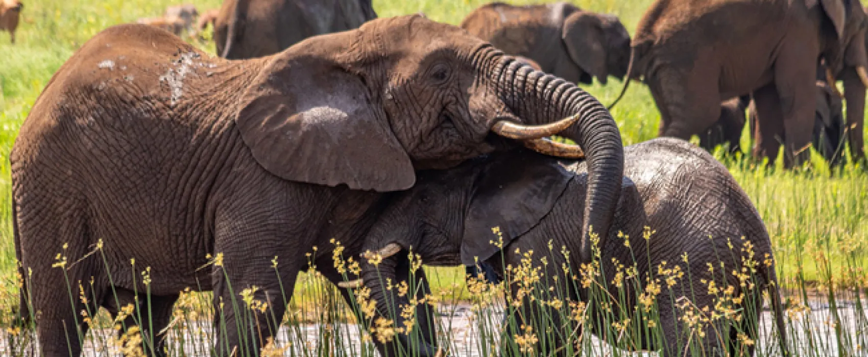 AfriCamps at White Elephant Safaris