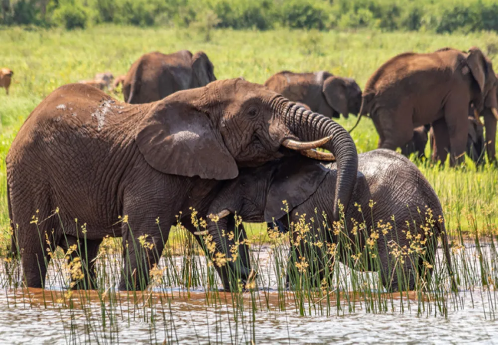 AfriCamps at White Elephant Safaris