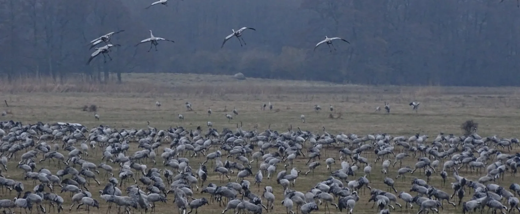 Rigelejestrand Camping