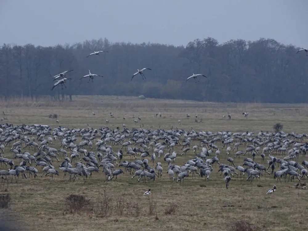 Rigelejestrand Camping