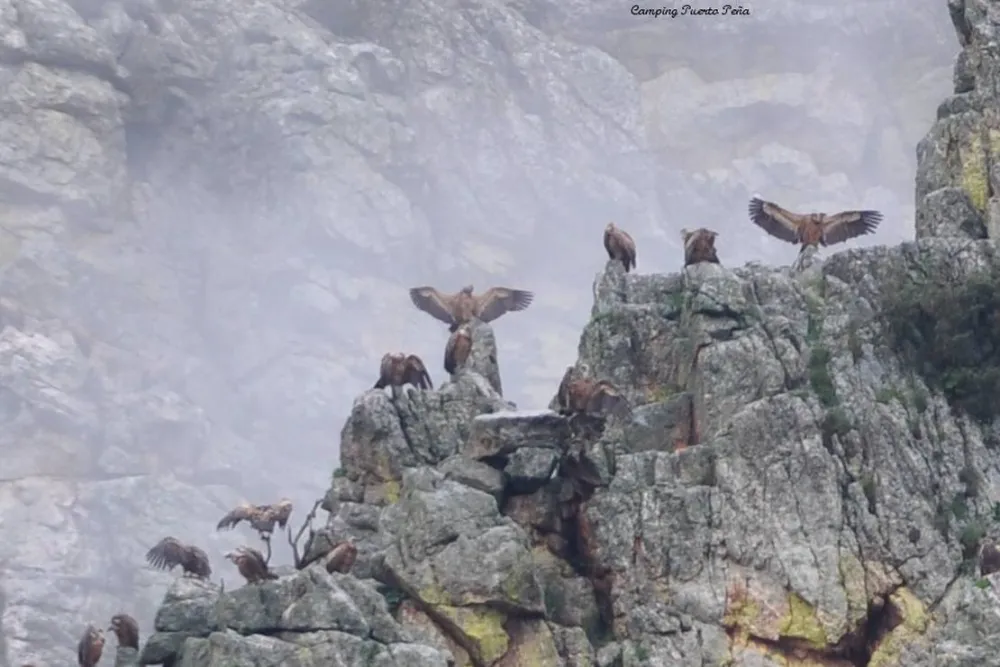 Camping Puerto Peña