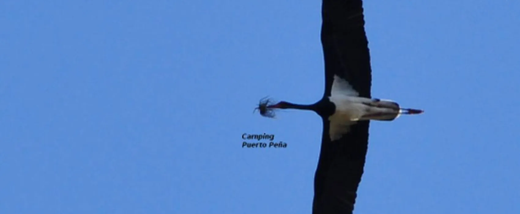 Camping Puerto Peña