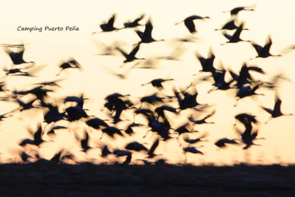 Camping Puerto Peña