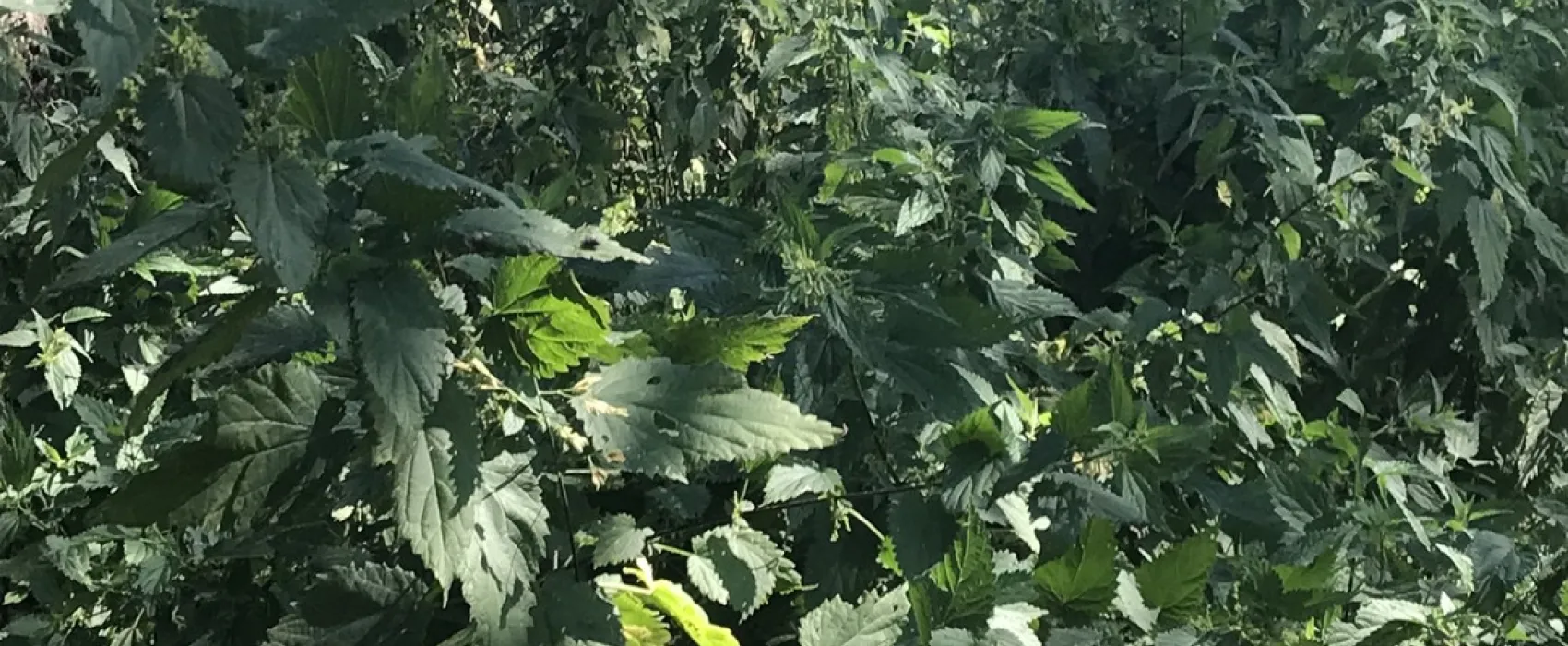 Les Rives De L'Ourthe