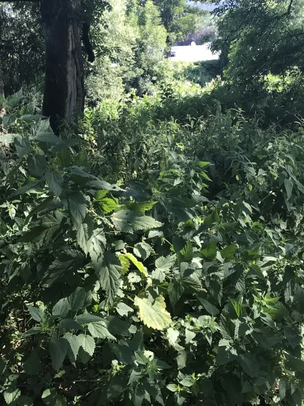Les Rives De L'Ourthe