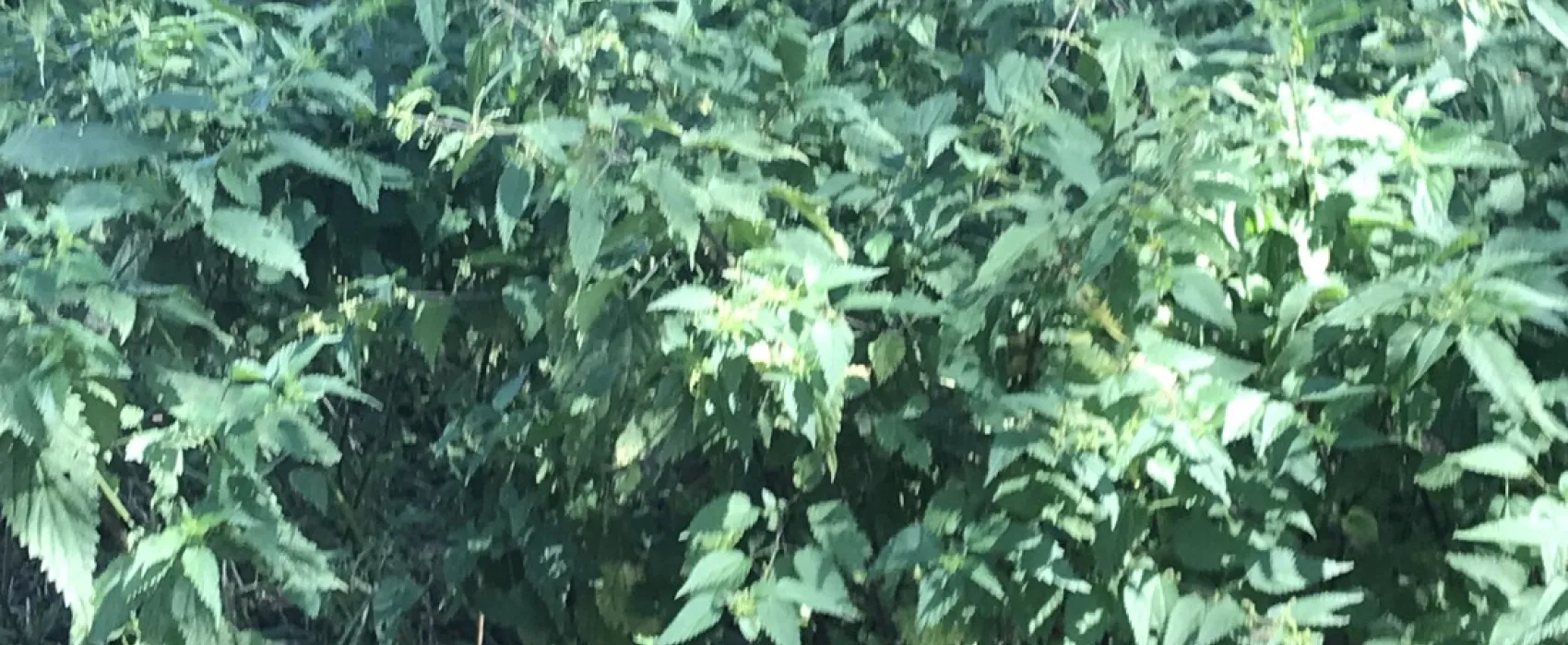 Les Rives De L'Ourthe