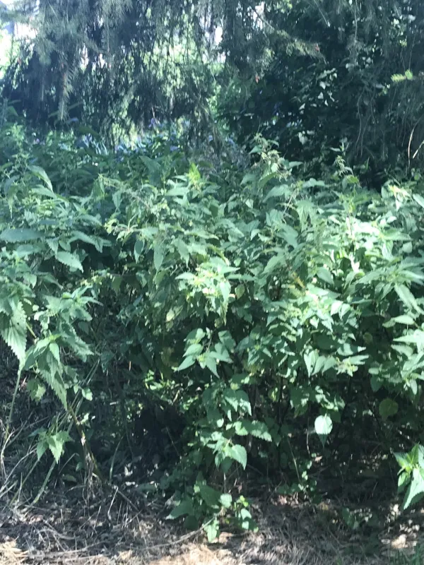 Les Rives De L'Ourthe