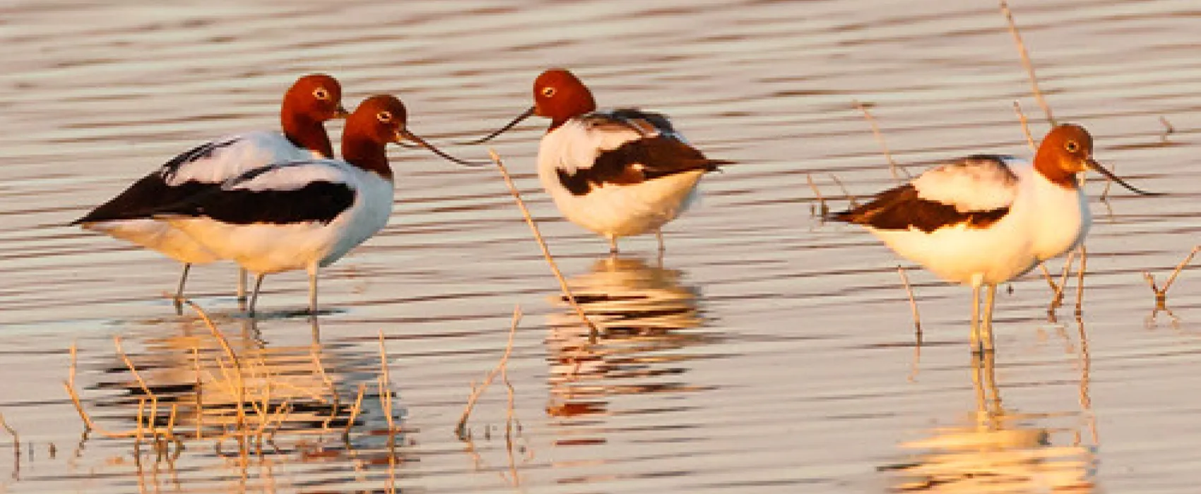 Psyche Bend Pumping Station Campground