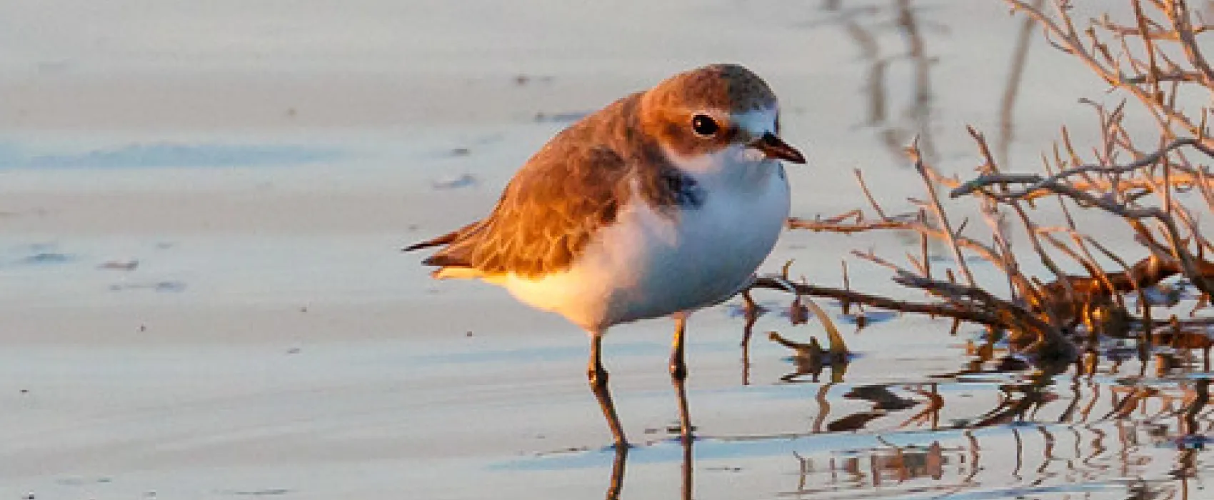 Psyche Bend Pumping Station Campground