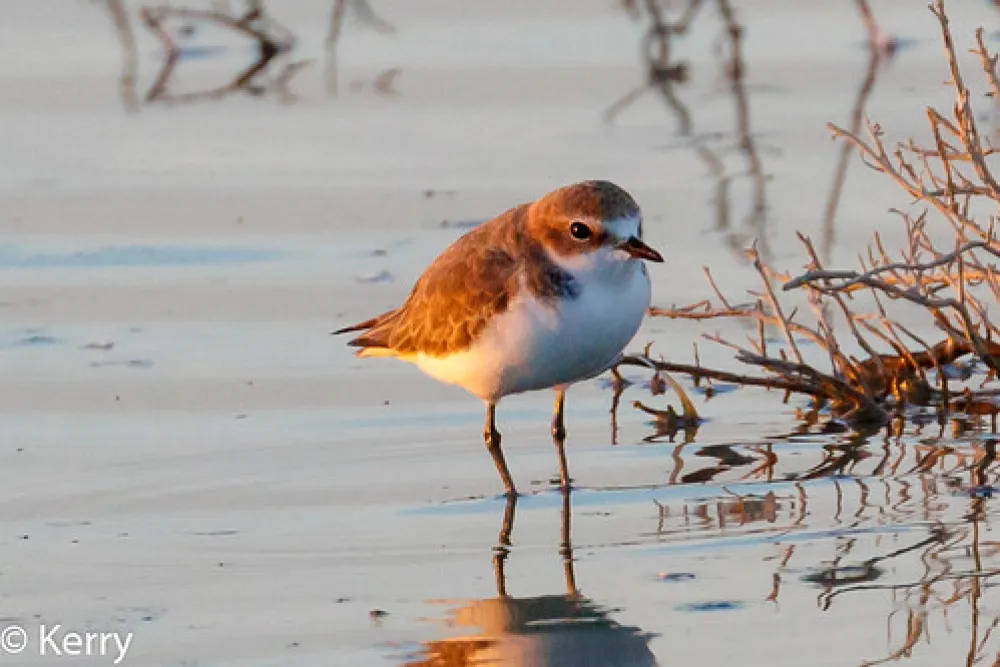 Psyche Bend Pumping Station Campground