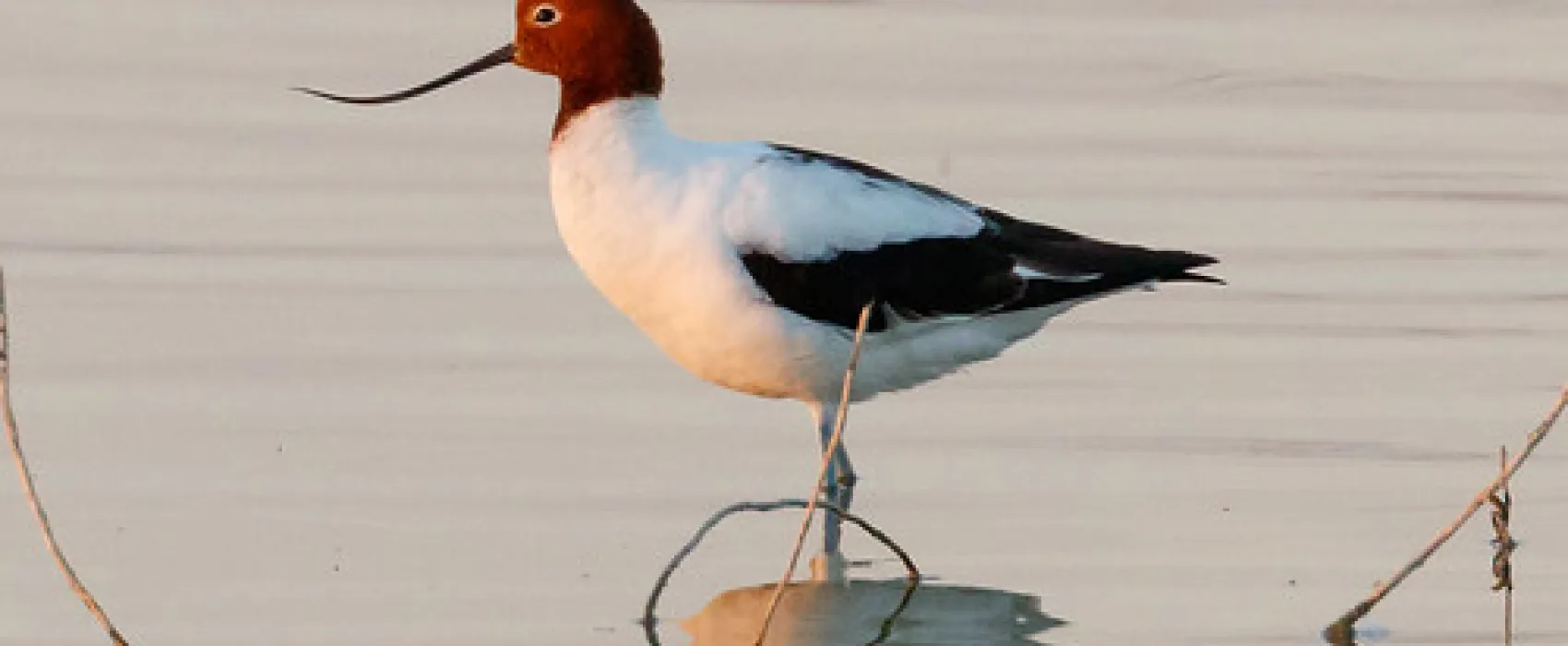 Psyche Bend Pumping Station Campground