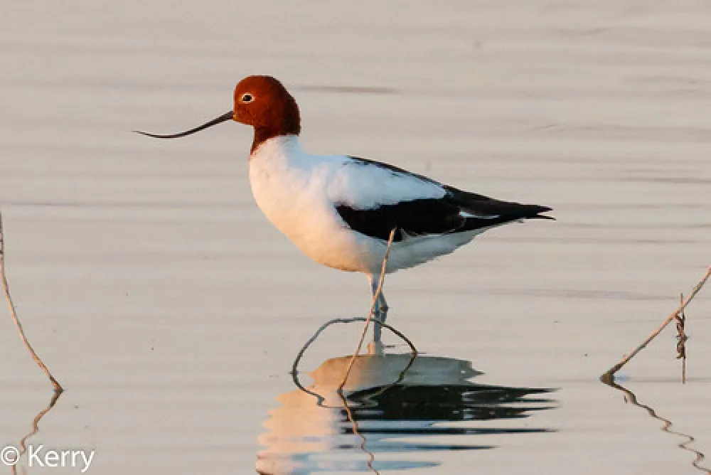 Psyche Bend Pumping Station Campground